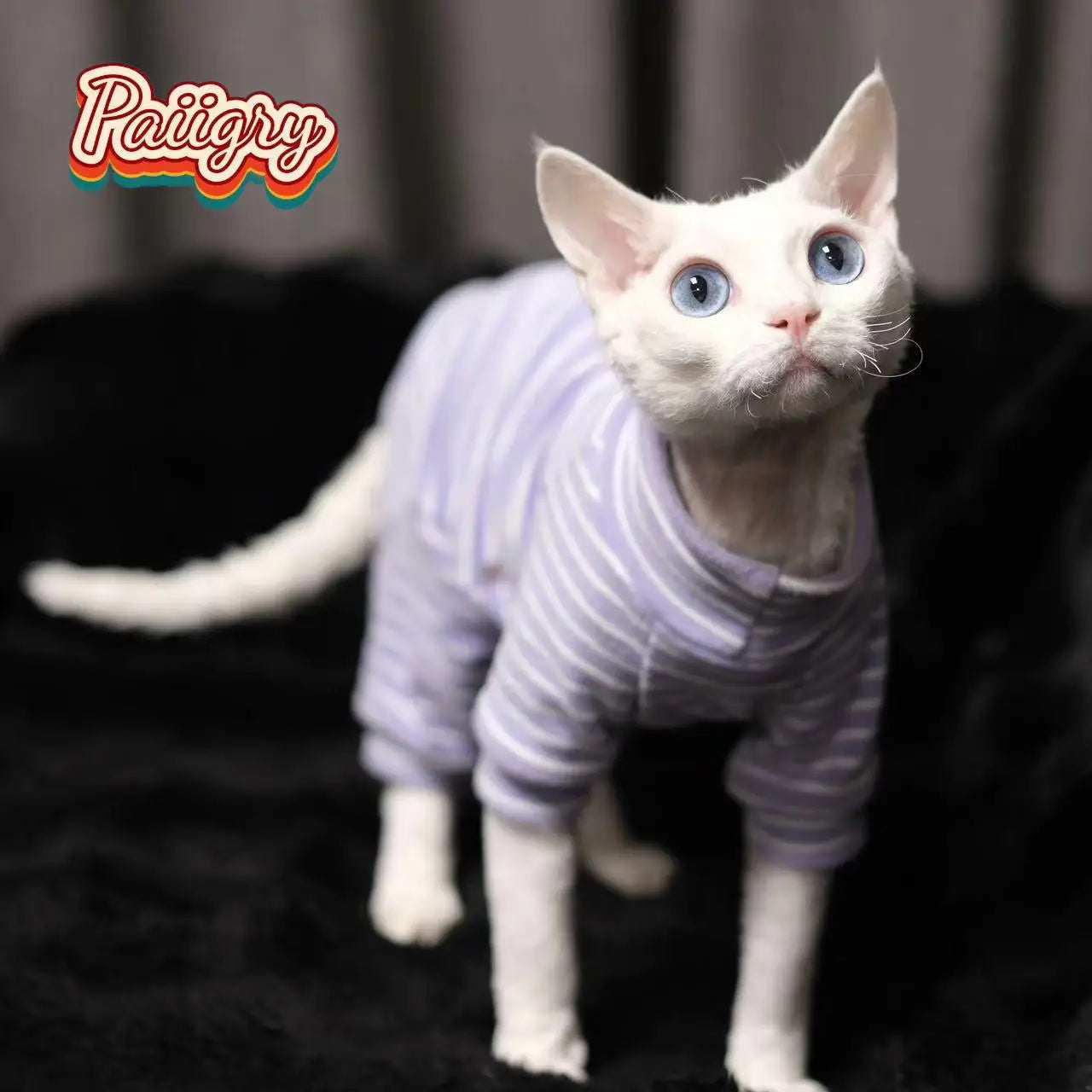 Hairless Cat Tricolor Four-Legged Clothes