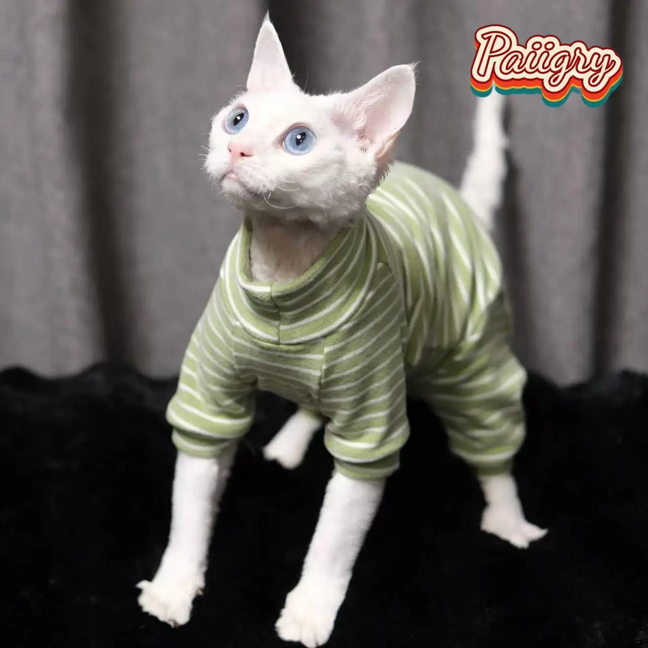 Hairless Cat Tricolor Four-Legged Clothes