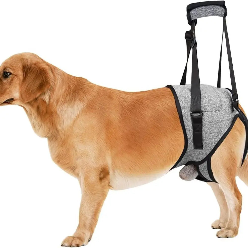 Adjustable Padded Harness for Elderly Dog