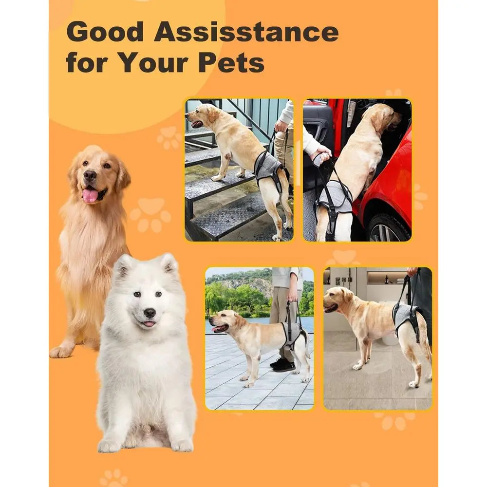 Adjustable Padded Harness for Elderly Dog