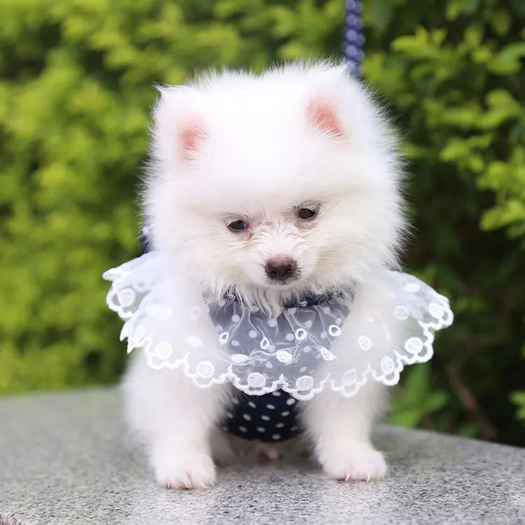 Dog/Cat Harness/ Vest Leash               Soft Breathable Dog Harness Nylon clothes leash for Dogs Puppy Collar Cat Pet Dog Chest Strap