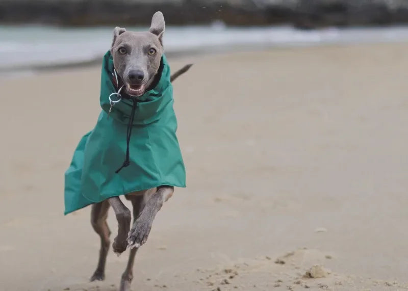 Waterproof Dog Raincoat, Luxury Whippet Greyhound Dog Raincoats Jacket Doberman Pinscher Raincoat Outdoor Walking